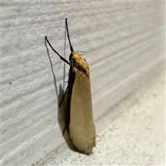 Philobota xiphostola (A Concealer moth (Philibota group) at Braddon, ACT - 12 Sep 2025 by Hejor1
