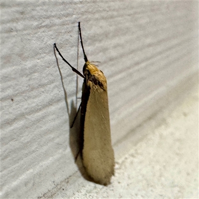Philobota xiphostola (A Concealer moth (Philibota group) at Braddon, ACT - 12 Sep 2025 by Hejor1