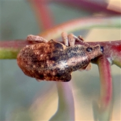 Gonipterus scutellatus (Eucalyptus snout beetle, gum tree weevil) at Casey, ACT - 13 Sep 2025 by Hejor1
