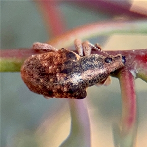 Gonipterus scutellatus (Eucalyptus snout beetle, gum tree weevil) at Casey, ACT - 13 Sep 2025 by Hejor1