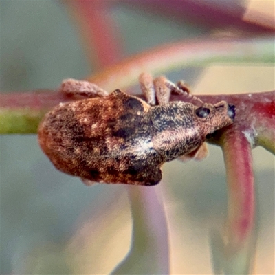 Gonipterus scutellatus (Eucalyptus snout beetle, gum tree weevil) at Casey, ACT - 13 Sep 2025 by Hejor1