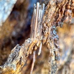 Clania ignobilis (Faggot Case Moth) at Casey, ACT - 13 Sep 2025 by Hejor1