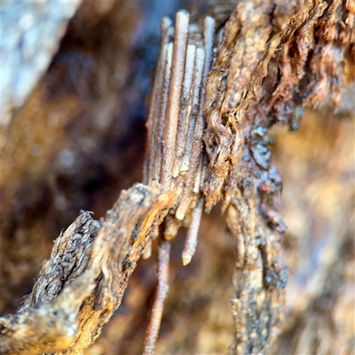 Clania ignobilis (Faggot Case Moth) at Casey, ACT - 13 Sep 2025 by Hejor1