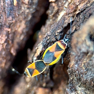 Dindymus versicolor (Harlequin Bug) at Casey, ACT - 13 Sep 2025 by Hejor1