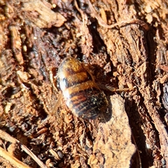 Robshelfordia sp. (genus) (A Shelford cockroach) at Casey, ACT - 13 Sep 2025 by Hejor1