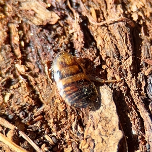 Robshelfordia sp. (genus) (A Shelford cockroach) at Casey, ACT - 13 Sep 2025 by Hejor1