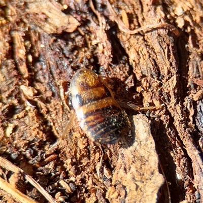 Robshelfordia sp. (genus) (A Shelford cockroach) at Casey, ACT - 13 Sep 2025 by Hejor1