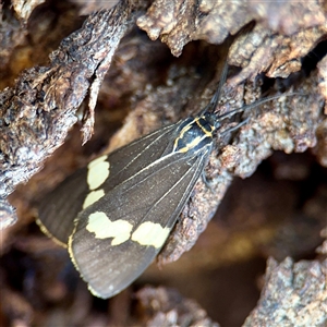 Nyctemera amicus (Senecio Moth, Magpie Moth, Cineraria Moth) at Casey, ACT - 13 Sep 2025 by Hejor1