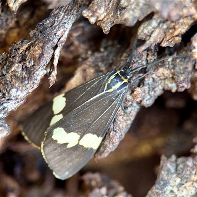 Nyctemera amicus (Senecio Moth, Magpie Moth, Cineraria Moth) at Casey, ACT - 13 Sep 2025 by Hejor1