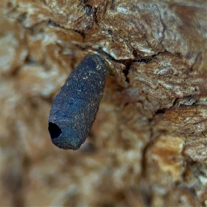 Lepidoptera unclassified IMMATURE (caterpillar or pupa or cocoon) at Casey, ACT - 13 Sep 2025 by Hejor1