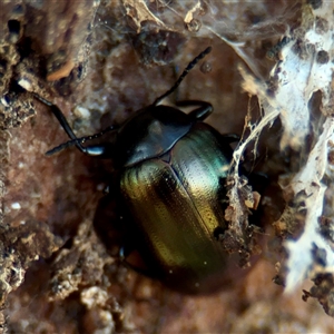 Chalcopteroides spectabilis (Rainbow darkling beetle) at Casey, ACT - 13 Sep 2025 by Hejor1