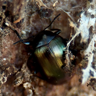 Chalcopteroides spectabilis (Rainbow darkling beetle) at Casey, ACT - 13 Sep 2025 by Hejor1
