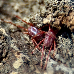 Rainbowia sp. (genus) at Casey, ACT - 13 Sep 2025 by Hejor1