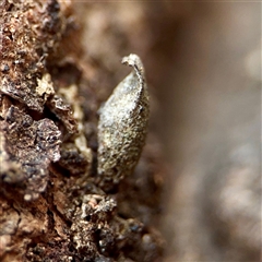 Psychidae (family) IMMATURE (Unidentified case moth or bagworm) at Casey, ACT - 13 Sep 2025 by Hejor1