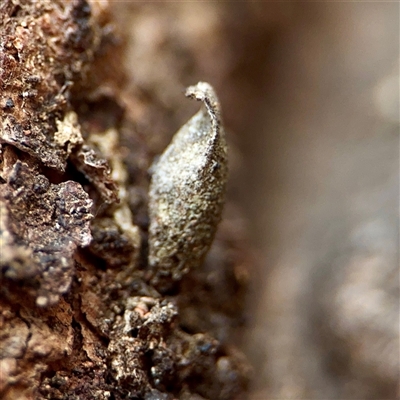 Psychidae (family) IMMATURE (Unidentified case moth or bagworm) at Casey, ACT - 13 Sep 2025 by Hejor1