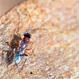 Ichneumonidae (family) at Casey, ACT - 13 Sep 2025 by Hejor1