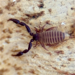 Pseudoscorpiones (order) (False Scorpion, Pseudoscorpion) at Casey, ACT - 13 Sep 2025 by Hejor1
