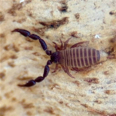 Pseudoscorpiones (order) (False Scorpion, Pseudoscorpion) at Casey, ACT - 13 Sep 2025 by Hejor1