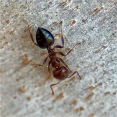 Crematogaster sp. (genus) (Acrobat ant, Cocktail ant) at Casey, ACT - 13 Sep 2025 by Hejor1