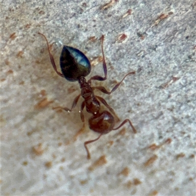 Crematogaster sp. (genus) (Acrobat ant, Cocktail ant) at Casey, ACT - 13 Sep 2025 by Hejor1