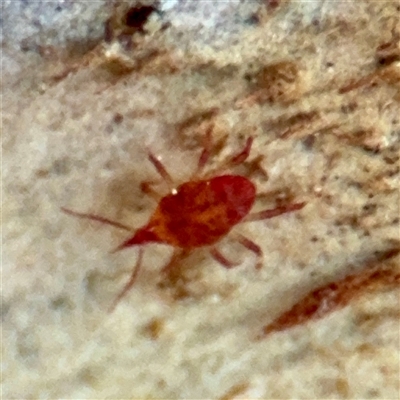 Bdellidae sp. (family) (Unidentified Snout Mite) at Casey, ACT - 13 Sep 2025 by Hejor1