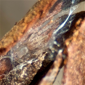 Cheiracanthium sp. (genus) (Unidentified Slender Sac Spider) at Casey, ACT - 13 Sep 2025 by Hejor1