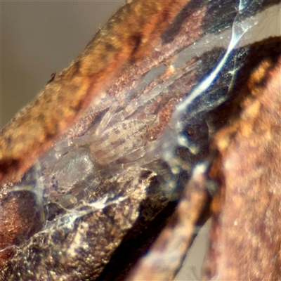 Cheiracanthium sp. (genus) (Unidentified Slender Sac Spider) at Casey, ACT - 13 Sep 2025 by Hejor1