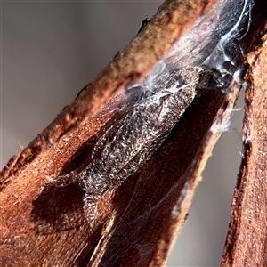 Lepidoptera unclassified IMMATURE (caterpillar or pupa or cocoon) at Casey, ACT - 13 Sep 2025 by Hejor1