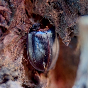Pterohelaeus (genus) at Casey, ACT - 13 Sep 2025 by Hejor1
