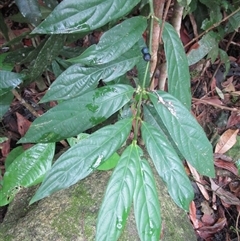 Lasianthus chlorocarpus at Syndicate, QLD - 6 Sep 2022 by JasonPStewart