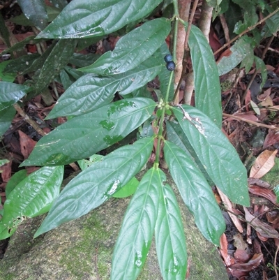 Lasianthus chlorocarpus at Syndicate, QLD - 6 Sep 2022 by JasonPStewart