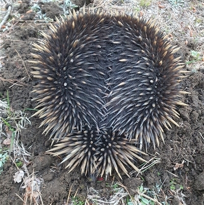 Tachyglossus aculeatus (Short-beaked Echidna) at Penrose, NSW - 12 Sep 2025 by Aussiegall