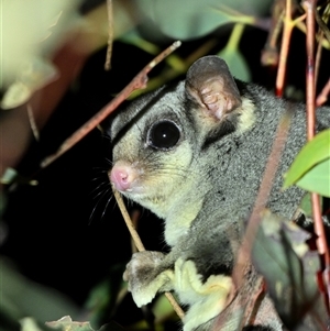 Petaurus notatus (Krefft’s Glider, formerly Sugar Glider) at Throsby, ACT - 12 Sep 2025 by davidcunninghamwildlife