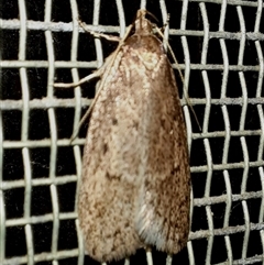 Acantholena siccella (A Concealer moth (Chezala Group)) at Goulburn, NSW - 12 Sep 2025 by glbn1