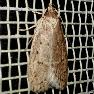 Acantholena siccella (A Concealer moth (Chezala Group)) at Goulburn, NSW - 12 Sep 2025 by glbn1