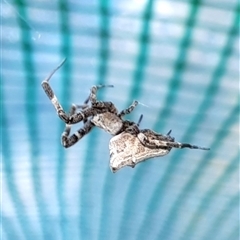 Philoponella congregabilis (Social house spider) at Goulburn, NSW - 13 Sep 2025 by glbn1