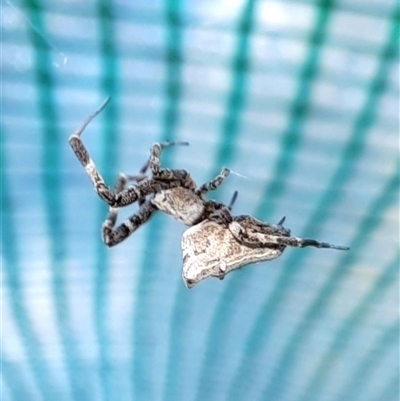 Philoponella congregabilis (Social house spider) at Goulburn, NSW - 13 Sep 2025 by glbn1