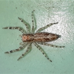 Helpis sp. (genus) (Unidentified Bronze Jumping Spider) at Goulburn, NSW - 13 Sep 2025 by glbn1