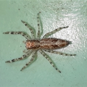 Helpis sp. (genus) (Unidentified Bronze Jumping Spider) at Goulburn, NSW - 13 Sep 2025 by glbn1