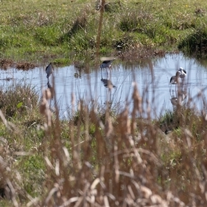 Himantopus leucocephalus (Pied Stilt) at Fyshwick, ACT - 13 Sep 2025 by rawshorty