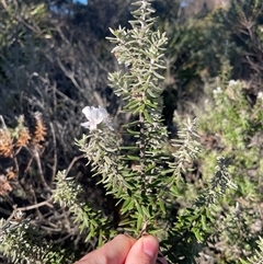 Westringia fruticosa (Native Rosemary) at Dickson, ACT - 12 Sep 2025 by Lisa.Jok