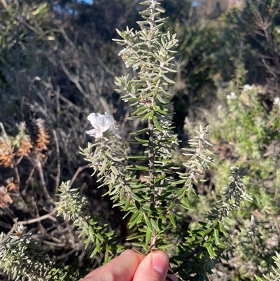 Westringia fruticosa (Native Rosemary) at Dickson, ACT - 12 Sep 2025 by Lisa.Jok