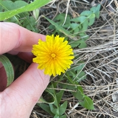 Taraxacum sp. (Dandelion) at Dickson, ACT - 12 Sep 2025 by Lisa.Jok