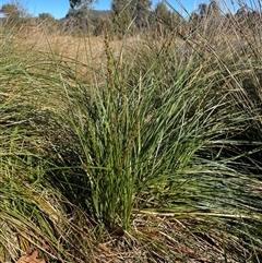 Carex appressa (Tall Sedge) at Dickson, ACT - 12 Sep 2025 by Lisa.Jok