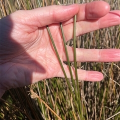 Juncus usitatus (Common Rush) at Dickson, ACT - 12 Sep 2025 by Lisa.Jok