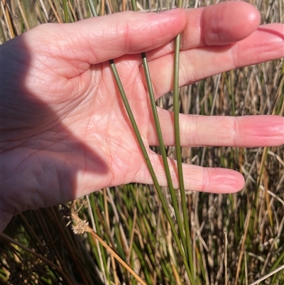 Juncus usitatus (Common Rush) at Dickson, ACT - 12 Sep 2025 by Lisa.Jok