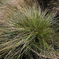 Carex appressa (Tall Sedge) at Dickson, ACT - 12 Sep 2025 by Lisa.Jok