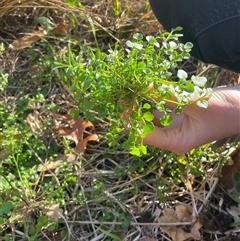 Cardamine hirsuta (Common Bittercress, Hairy Woodcress) at Dickson, ACT - 12 Sep 2025 by Lisa.Jok