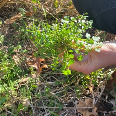 Cardamine hirsuta (Common Bittercress, Hairy Woodcress) at Dickson, ACT - 12 Sep 2025 by Lisa.Jok