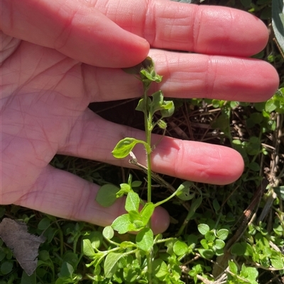Stellaria media (Common Chickweed) at Dickson, ACT - 12 Sep 2025 by Lisa.Jok